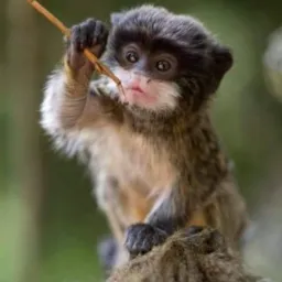 DE A-Z DOS ANIMAIS RJ / ORIGEM ZN 🪺🦜🦥🐊🐍🐒🐶🐇🐖🦍🦋