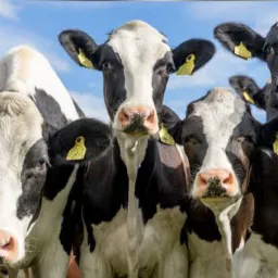 Compra e Vende-se bovinos 🐂🐄
