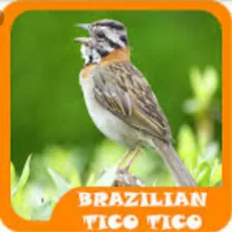 🦅⚓ TICO TICO ⚓🦅 RJ 🦅