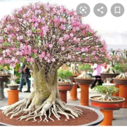 FlORES,"VITA Vendas de Plantas 🌹🌵❤️🙏