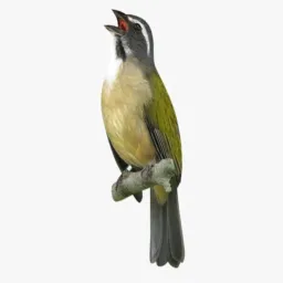 Vendas e trocas de aves Ibirite e Betim