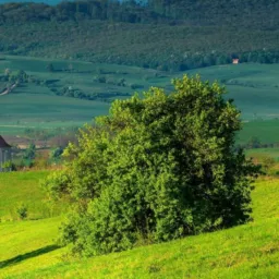 G 21 MALAWI COUNTRY LIVING