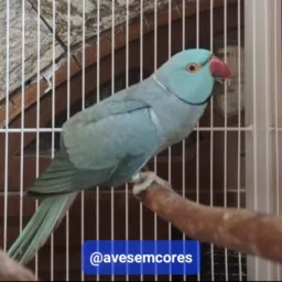 Ring Neck - Aves em Cores - Psitacídeos