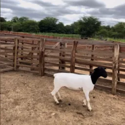 RIFA DE UMA BORREGA DORPER P.O