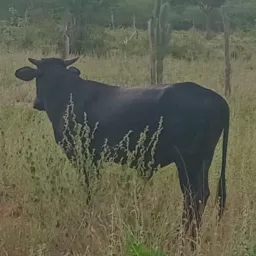 RIFA DE ERLINHO CORRE DIA 20