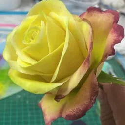 Amor Fraternal Fotografia Poesia y algo mas
