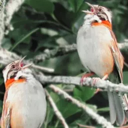 🐦Tico-tico Paraíba 🐦