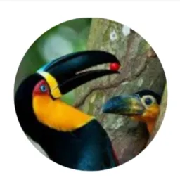 🥸🏵️Apaixonado por rolos de aves DDD21