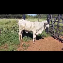 Rifa-se um Bezerro....🍀