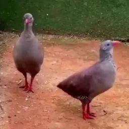AÇÃO ENTRE AMIGOS INHAMBU CHORORÓ OU CHITÃ