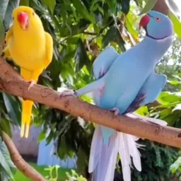 😍😍AMANTES DE PISTACIDIOS ROSELAS RING KAKARIKI 😍😍