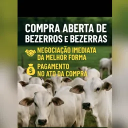 Compra e venda de gado alto paraíso e região 🇧🇷🤠