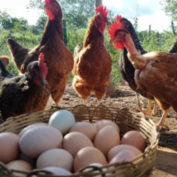 PARAIPABA VENDAS DE ANIMAIS