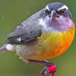 TOPA tudo de aves NT x SG