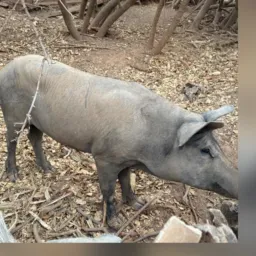 RIFA DE DUAS LEITOAS