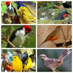 Aves top de Aracaju