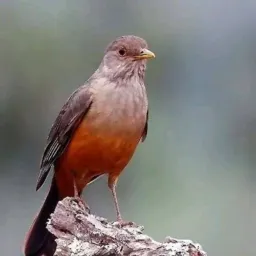 Pássaros Caruaru