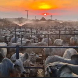 Compras e vendas de animais casa nova e região ☑️🦚🐓🐏🐂🐎
