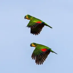 ANIMAIS EM GERAL 🦜