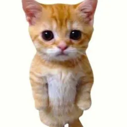 Multirao cat land  🐱