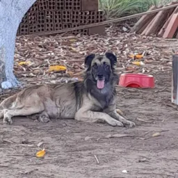 ADOÇÃO  DE ANIMAIS DA (OPAR)