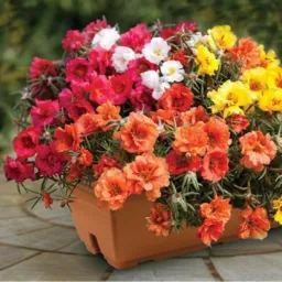 Troca vendas e doação de plantas 🌱🌷🌹🌾🌼🌻