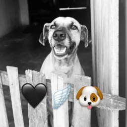 ANJOS DA RUA  🐶🐈