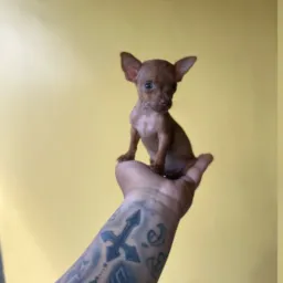 Adoção e venda de animais PHB e REGiAO🐶🐈🐩