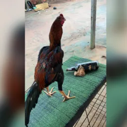 Estúdio alves 🦅