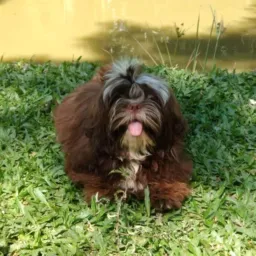 Venda de cães e gatos 🇧🇷