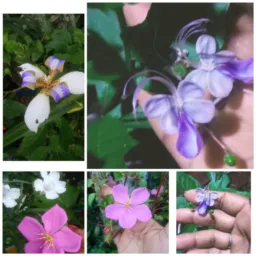 Venda e troca de plantas🌱