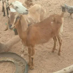 Rifa dos amigos🤠