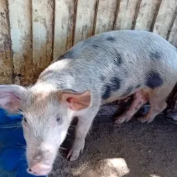 RIFA DE UMA LEITOA E 4 PIX DE 50 REAIS