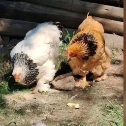 SOROCABA E REGIÃO GALINHAS 🐓