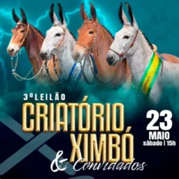 🥈🥈 3° LEILÃO CRIATÓRIO XIMBÓ E CONVIDADOS