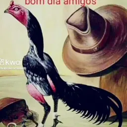 Galo de raça