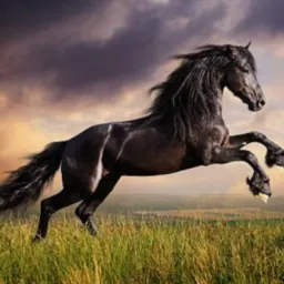 COMPRAS E VENDAS DE CAVALO E  TRAIAS