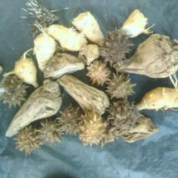 MAKHWALA ACHILENGWE  NATURAL HERBAL