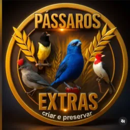 catiras de pássaros 2026🙅🏻
