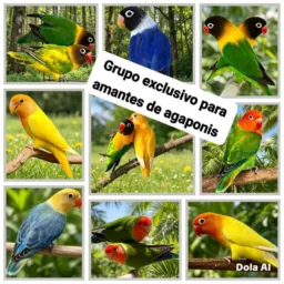 Apaixonados por Agapornis