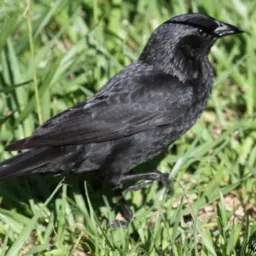 🥸🏵️Amigos das aves DDD21