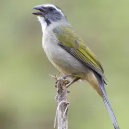 🦅🦜 Feira Das Aves Friburgo DDD 22/24🤛🦜