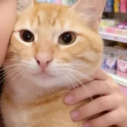 VENDA E DOAÇÃO DE ANIMAIS DO TAUÁ 🐶🐱🐰
