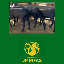 Rifa de 5 marra de ovelha Santa Inês sem muda 🐑🐑🐑🐑🐑🐑