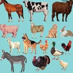 Compra e venda d animais