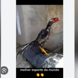 Galo Moura de Norte a Sul