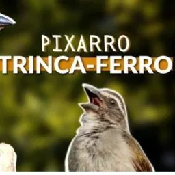 Rifa Jacarepaguá manssarao RJ