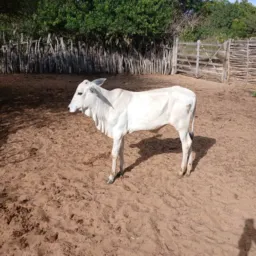rifa de um bezerro