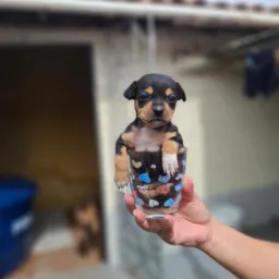 PINSCHER SLZ -MA TODO O BRASIL 🇧🇷