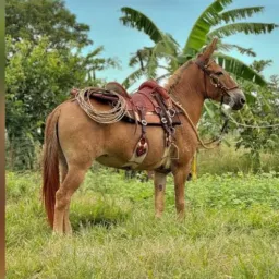 Traias é catira